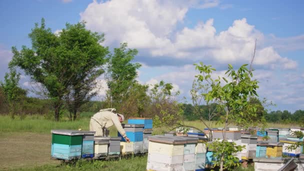Apicultor Uniforme Especial Trabalhando Fazenda Abelhas Rurais Dia Ventoso Ensolarado — Vídeo de Stock