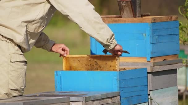 身穿防护服的养蜂人拿起框架 把蜜蜂抖掉 学徒手里拿着一个金属工具 模糊的背景 — 图库视频影像