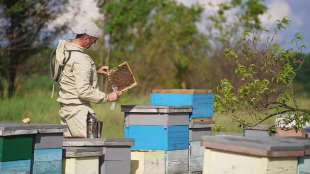 Szorgalmas Méhész Figyelmesen Nézi Rovarokkal Borított Keretet Méhész Ellenőrzi Méztermést — Stock videók