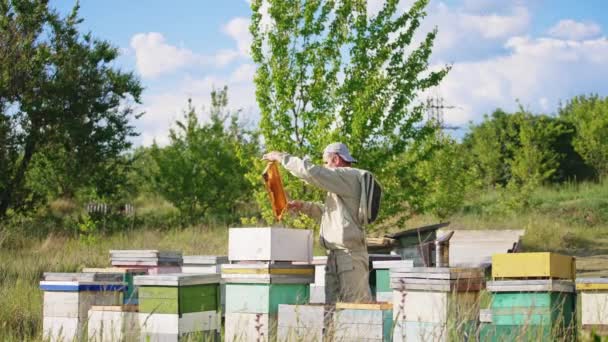Ein Erwachsener Männlicher Imker Steckt Einen Honigrahmen Einen Bienenstock Erfahrener — Stockvideo