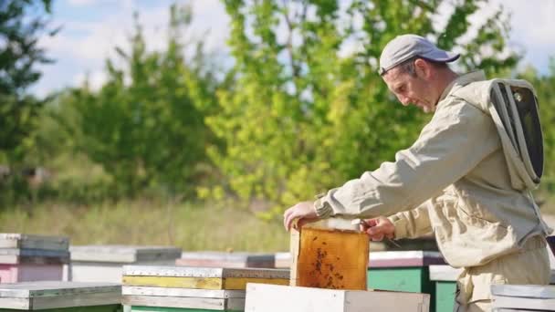 养蜂人把空空的蜂蜜架从蜂窝里拖了出来 蜂群中几乎没有蜜蜂 在阳光明媚的日子 养蜂人检查他的农场 — 图库视频影像