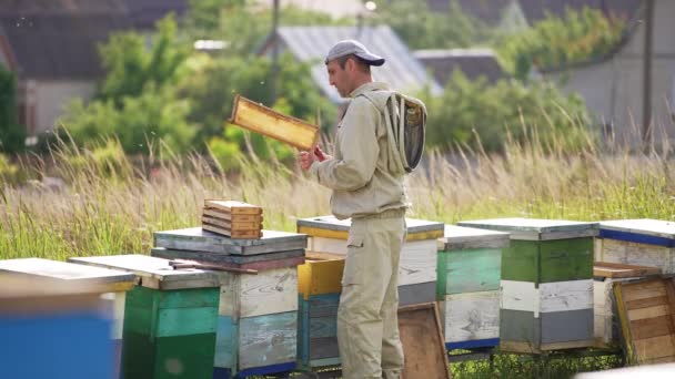 Male Apiarist Extracts Half Frames Hive Working Barehanded Apiarist Stacks — Stock Video