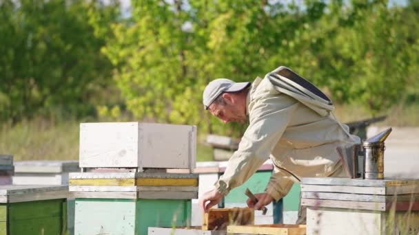 Calm Apiarist Looks Frame Coated Bees Man Turns Frame Sun — Stock Video
