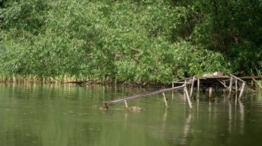 Mallard ördek ailesi eski yıkılmış köprünün yanında nehrin kıyısında yüzüyor. Doğal ortamlarında su kuşları. Arkaplanda yeşillik.