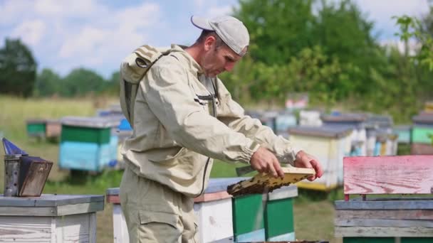 Light Empty Frame Half Covered Bees Hands Male Apiarist Beekeeper — Stock Video