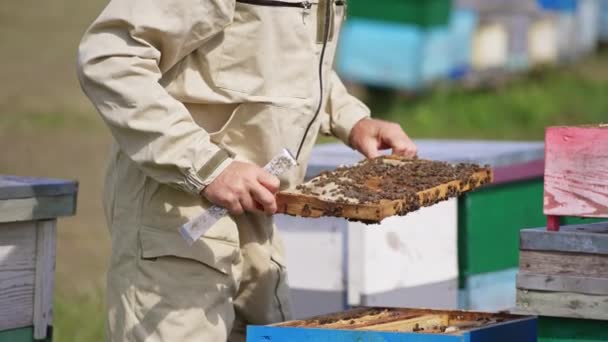 Kapalı Hücrelerle Dolu Koyu Balmumu Çerçeve Arı Yetiştiricisinin Ellerinde Arılarla — Stok video