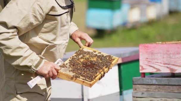 Imker Hält Einen Schweren Rahmen Händen Der Mit Bienen Beschichtet — Stockvideo
