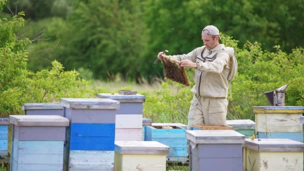 Пчеловод Защитной Одежде Обычной Кепке Голове Работает Пасеке Человек Исследует — стоковое видео