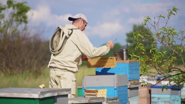 雄性养蜂人从蜂窝中取出一个框架 从蜜蜂身上把它清理干净 养蜂人把一半的框架堆放在蜂窝上 模糊的背景 — 图库视频影像