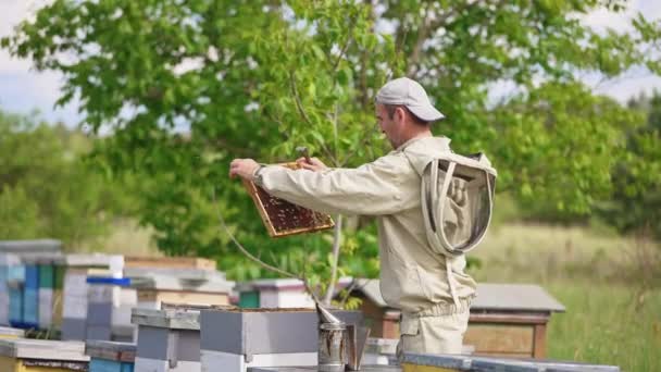 Der Emsige Imker Blickt Durch Die Rahmen Seiner Bienenstöcke Untersuchung — Stockvideo