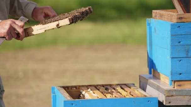 Apiaristin Elleri Çerçeveyi Işçi Arılarla Kaplayıp Çeviriyor Nsan Bir Çerçeveden — Stok video