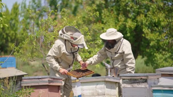 Мужские Пасечники Внимательно Смотрят Раму Покрытую Пчелами Пчеловоды Проверяют Раму — стоковое видео