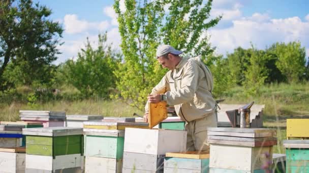 Εργατικός Μελισσοκόμος Που Εργάζεται Στην Αγροτική Φάρμα Μελισσών Ειδικός Τοποθετώντας — Αρχείο Βίντεο