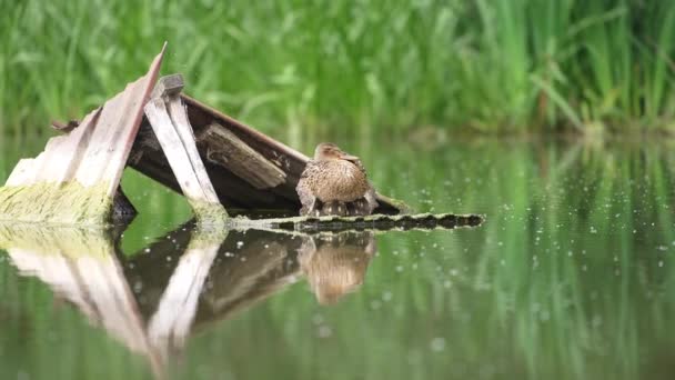 Oude Houten Planken Rivier Met Watervogels Erop Moeder Eend Verwarmt — Stockvideo