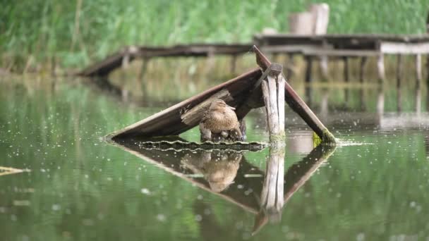 Yaban Ördeğinin Altında Oturan Sevimli Piliçler Nehirde Yuva Yapan Yavrularını — Stok video
