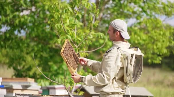 男算命师仔细地看着被蜜蜂覆盖的框架 养蜂人检查蜂蜜的收成 绿树背景 — 图库视频影像