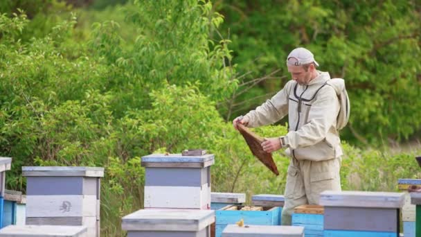 Včelína Pracuje Včelař Speciální Uniformě Muž Otáčí Rukou Hnědý Rám — Stock video
