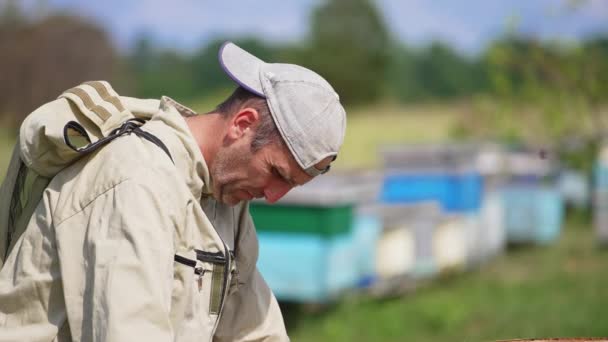 Сосредоточенный Апикультурист Работающий Своей Пчелиной Ферме Пчеловод Проверяет Раму Покрытую — стоковое видео