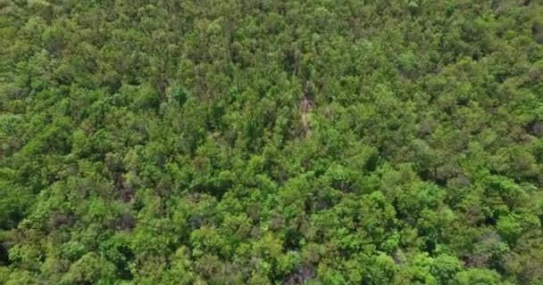 Enorme Massiccio Verde Della Foresta Nella Giornata Estiva Filmati Droni — Video Stock