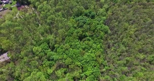 Árvores Verdes Grande Floresta Nas Proximidades Área Rural Imagens Drones — Vídeo de Stock