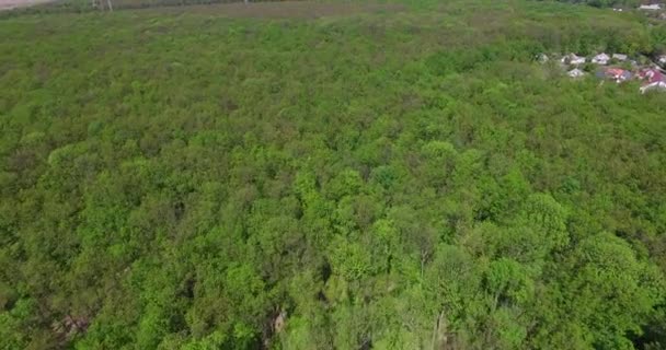 Gran Macizo Árboles Verdes Bosque Verano Soleado Durante Día Zona — Vídeos de Stock
