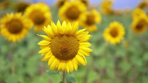 Strahlend Schöne Sonnenblumen Die Sich Leicht Wind Wiegen Aus Nächster — Stockvideo