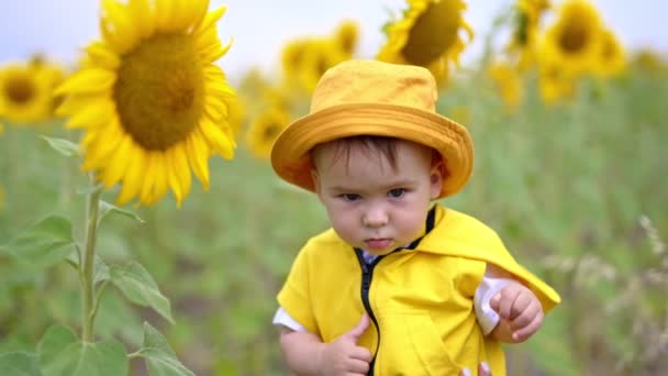 Rozkošný Chlapeček Žlutém Oblečení Klobouku Stojí Uprostřed Žlutých Slunečnic Krásné — Stock video