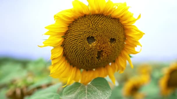 Schunkelnde Große Gelbe Sonnenblume Mit Kleinen Löchern Form Von Augen — Stockvideo