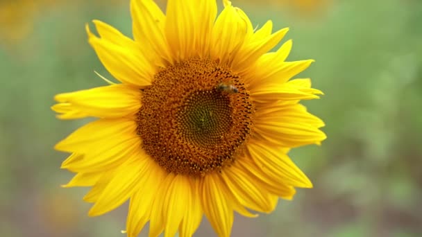 Drukke Bij Beweegt Langzaam Door Zonnebloem Sluit Maar Bijen Oogsten — Stockvideo