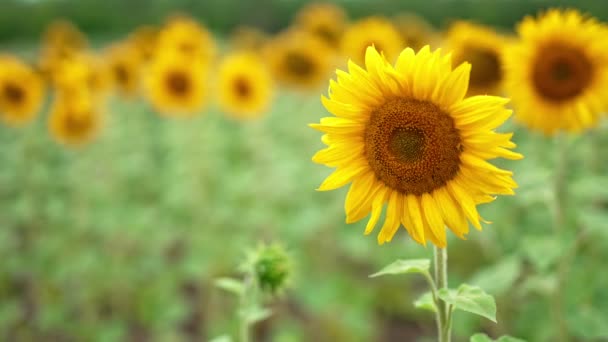 在黄色的花朵中摇曳着美丽的向日葵 靠近点模糊背景下的农业领域 — 图库视频影像