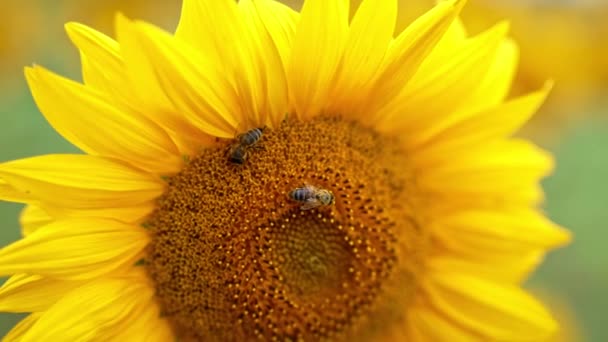 Twee Bijen Verzamelen Nectar Gele Zaadbloem Honinginsecten Die Hard Werken — Stockvideo