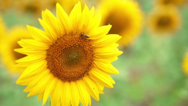 Erstaunlich Schöne Samenblume Mit Honiginsekt Das Auf Ihrer Oberfläche Arbeitet — Stockvideo