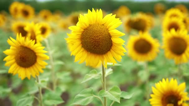 Stående Bland Vackra Solrosfälten Växtsäsongen Jordbruksmark Med Fröblommor Dagtid Suddig — Stockvideo