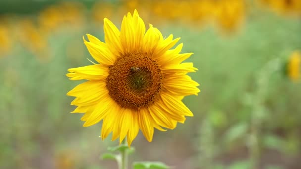 蜜蜂坐在向日葵上 在风中摇曳 靠近点模糊背景下的花籽光秃秃的田野 — 图库视频影像