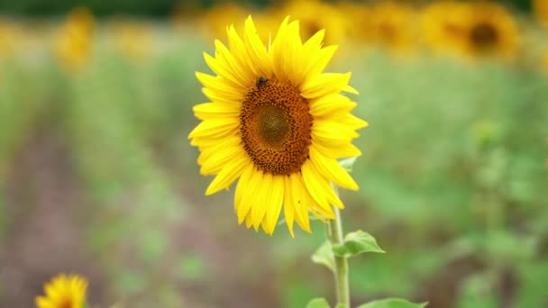 Schöne Schöne Helle Sonnenblume Mit Einer Arbeiterbiene Beim Nektarsammeln Langsam — Stockvideo
