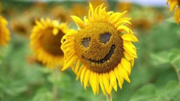Смішне Обличчя Квітки Насіння Вицвітаючими Пелюстками Близько Соняшникові Ферми Тлі — стокове відео