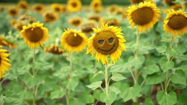 Slunečnice Otvory Tvaru Očí Usměvavými Ústy Zemědělské Farmě Spousta Květin — Stock video
