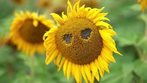 Zwei Löcher Der Sonnenblume Die Bereits Verblassen Beginnt Landwirtschaftliches Sonnenblumenfeld — Stockvideo