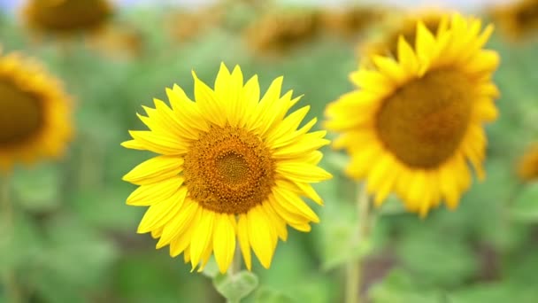 Krásné Slunečnice Pomalu Pohybují Větru Velké Nádherné Semenné Květy Kvetou — Stock video