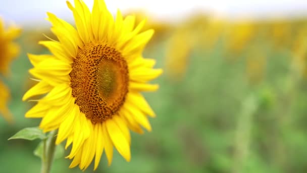 Blühende Helle Sonnenblumen Locken Arbeitsbienen Schöne Gelbe Samenblüte Auf Dem — Stockvideo