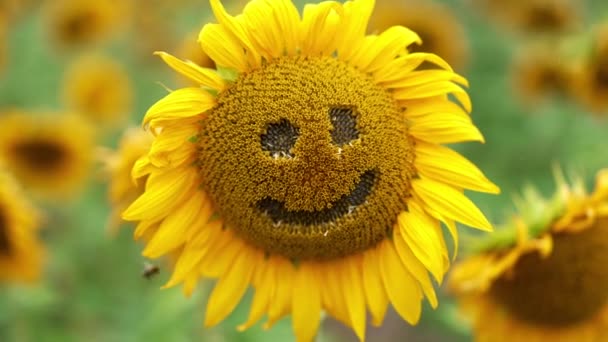 Samen Die Den Löchern Einer Sonnenblume Sehen Sind Lustiges Gesicht — Stockvideo