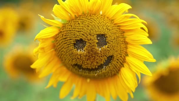 Trauben Die Einer Sonnenblume Entnommen Werden Ein Lustiges Gesicht Erzeugen — Stockvideo
