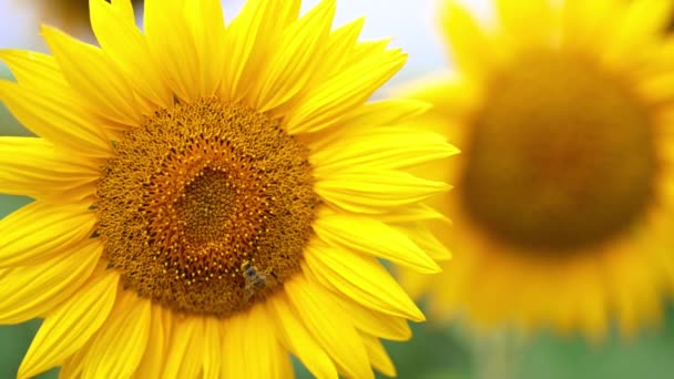 Pilné Včely Pokryté Žlutým Pylem Plazí Květiny Krásné Slunečnice Květu — Stock video