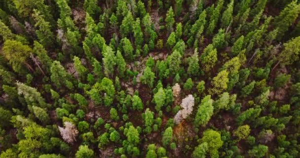 Летающие Над Вершинами Зеленых Сухих Сосен Растущих Горах Национальные Парки — стоковое видео