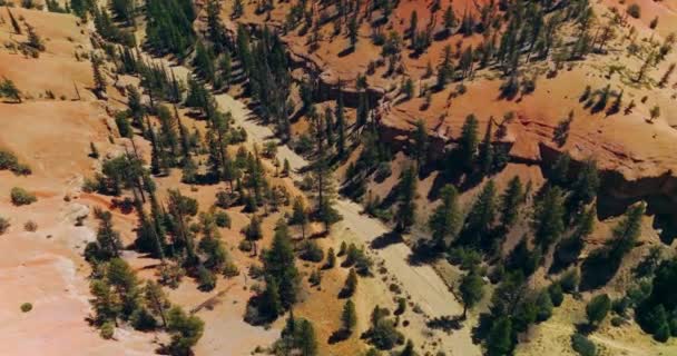 美国犹他州国家公园风景秀丽 生长在拱门峡谷岩石上的松树 顶部视图 — 图库视频影像