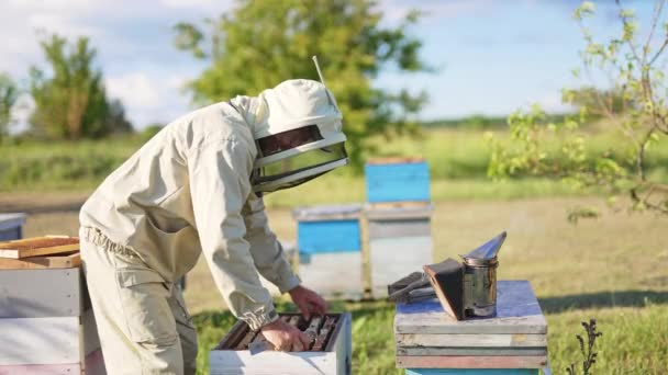 Egy Különleges Védőfelszerelésű Férfi Dolgozik Méhfarmján Méhész Kihúz Egy Teljes — Stock videók