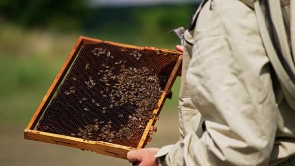 雄性养蜂人拿着一个框架 上面有一些蜜蜂 人类徒手触摸蜂蜜昆虫 模糊的背景 — 图库视频影像