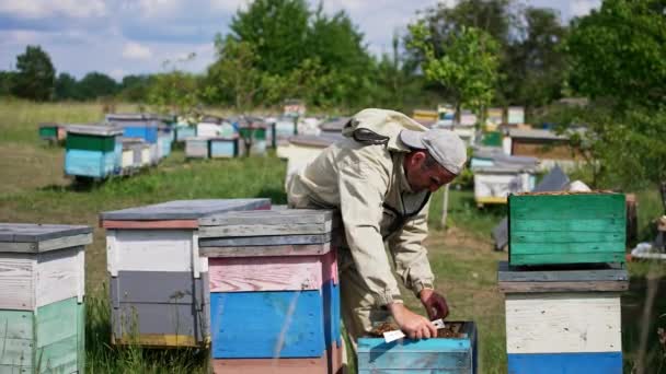 Szakmai Méhész Áll Közel Kaptárak Ember Méhekkel Borított Keretet Vesz — Stock videók