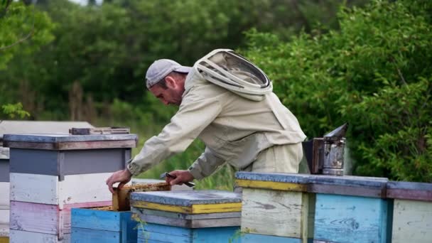 成年养蜂人在他的养蜂场用木制蜂箱工作 园艺师把画框从蜂窝里拉了出来 仔细地看了看 — 图库视频影像