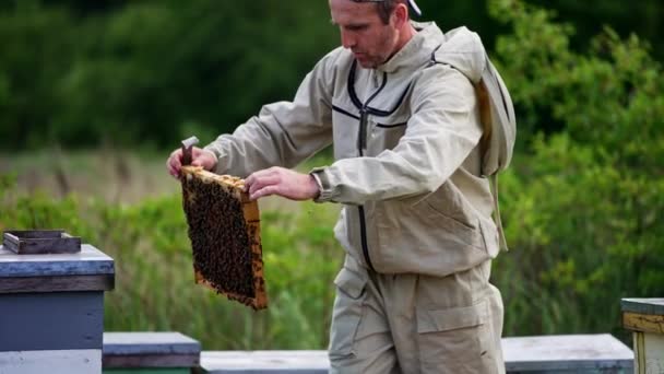 Sibuk Terfokus Apiarist Mencari Intens Pada Bingkai Madu Lebah Terbang — Stok Video